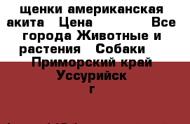 щенки американская акита › Цена ­ 30 000 - Все города Животные и растения » Собаки   . Приморский край,Уссурийск г.